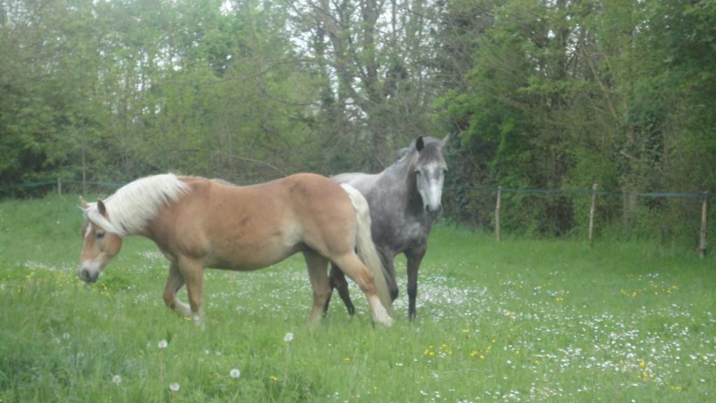 Saint-Saturnin-du-Bois Les 2 Madeleine Bed & Breakfast エクステリア 写真